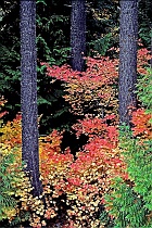 Vine Maple, Cedar & Douglas Fir